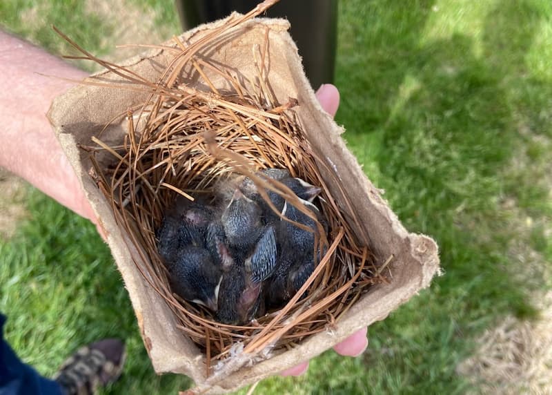Bluebirds at one week old
